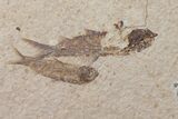 Fossil Fish (Knightia) Mortality Plate - Wyoming #111241-3